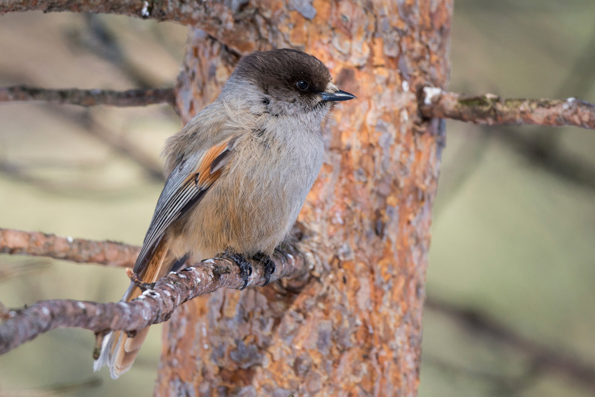Siberian Jay