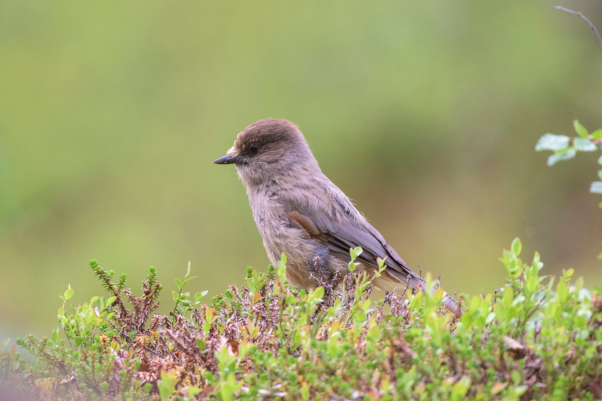 Siberian Jay