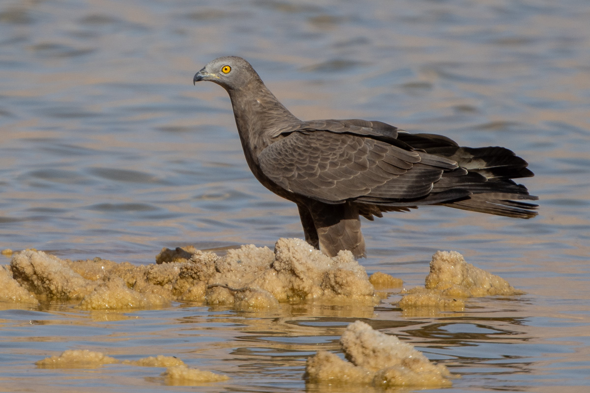 Wespenbussard