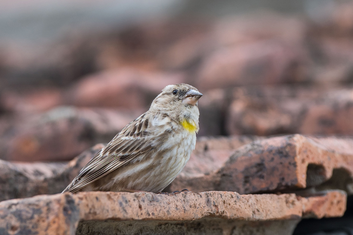 Rock Sparrow