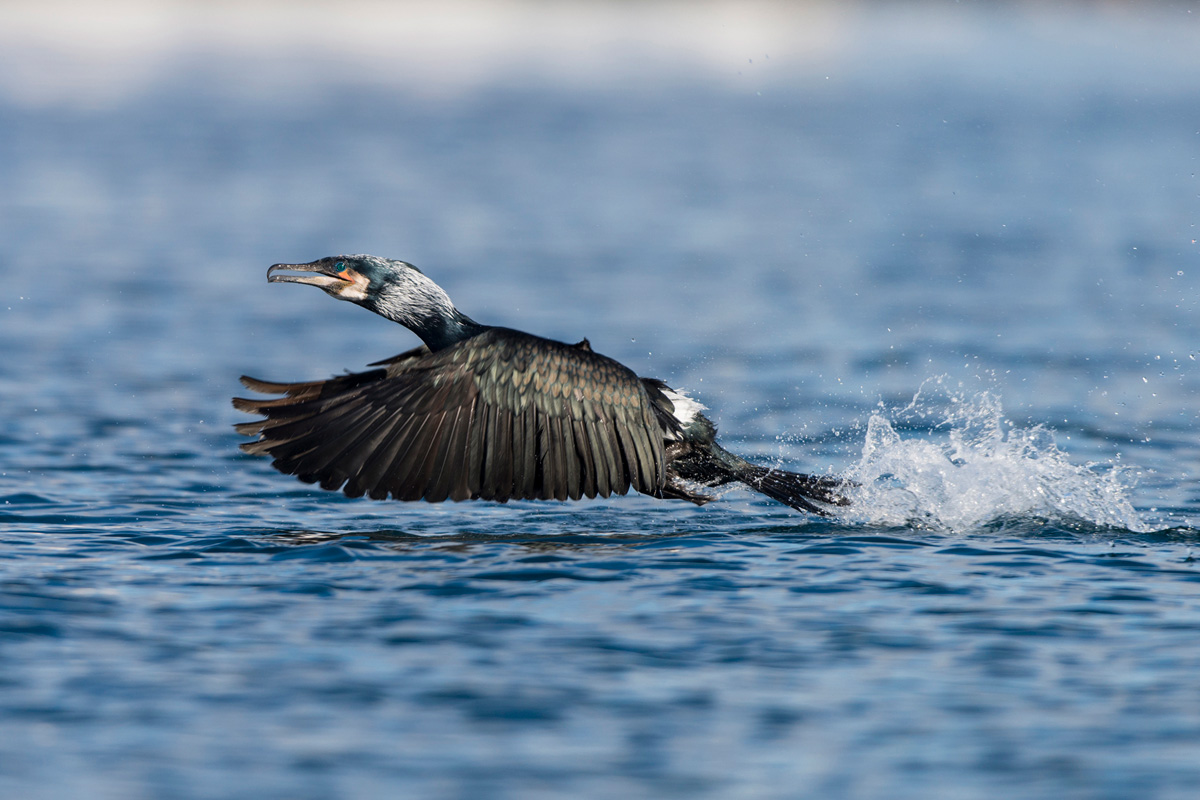Great Cormorant