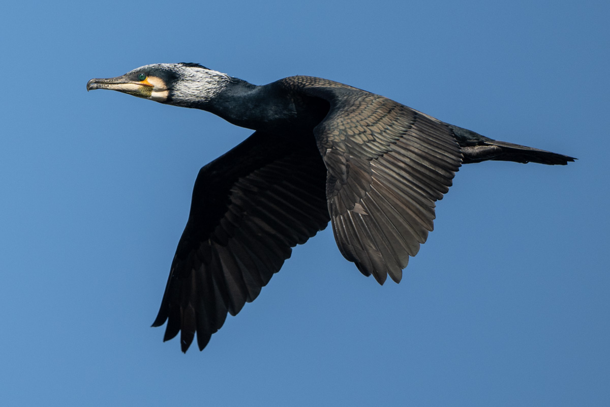 Great Cormorant