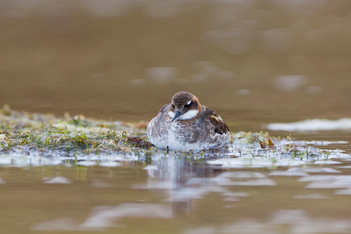 Red-necked Phalarope