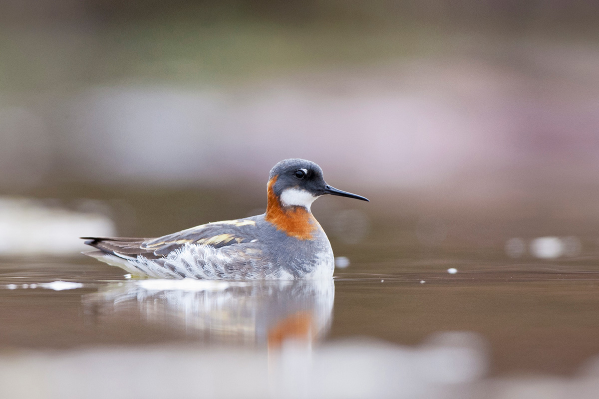 Red-necked Phalarope