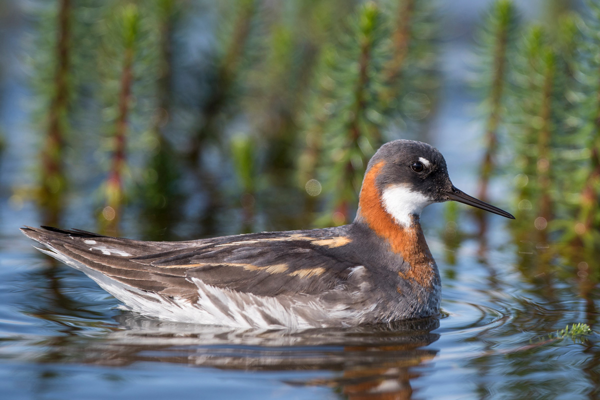 Red-necked Phalarope