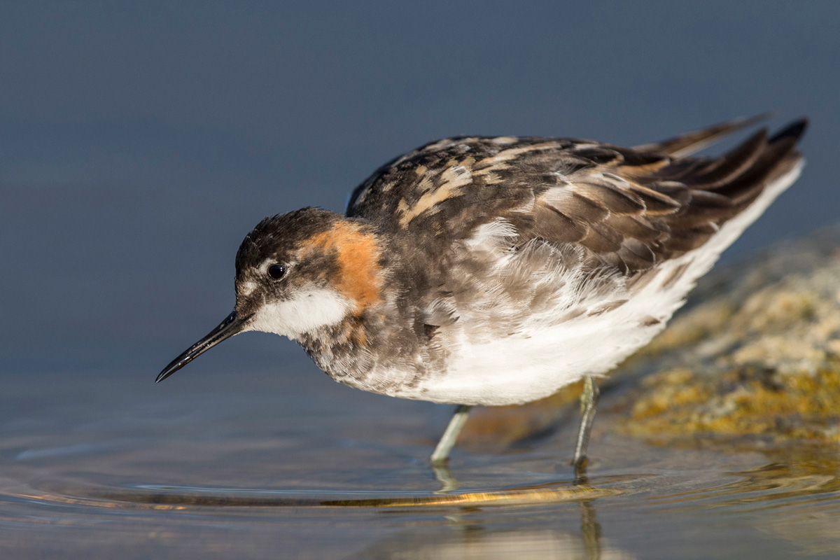 Red-necked Phalarope