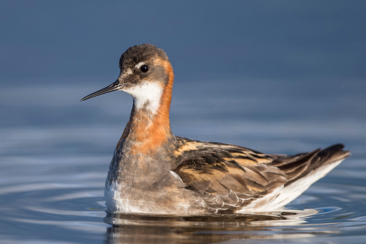 Red-necked Phalarope