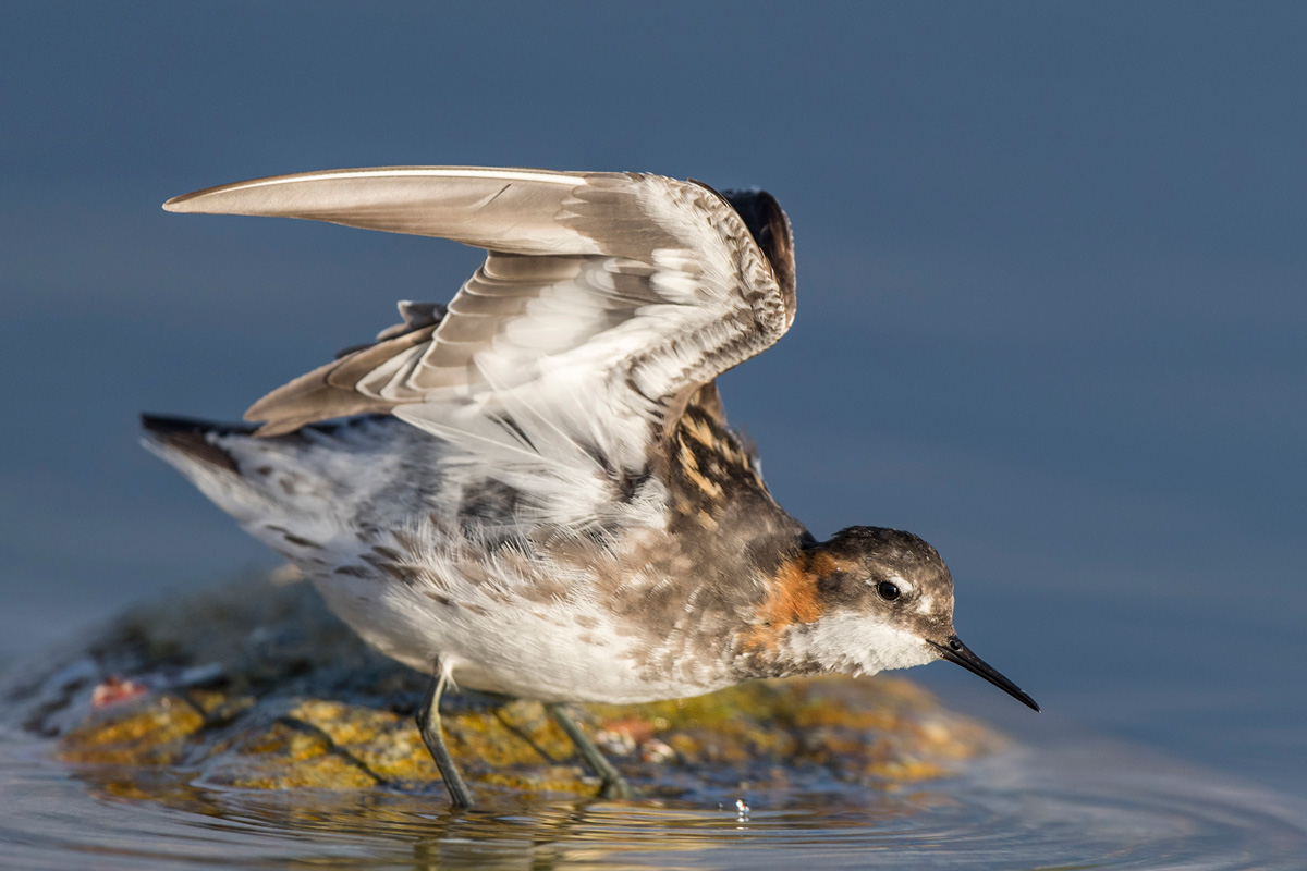 Red-necked Phalarope