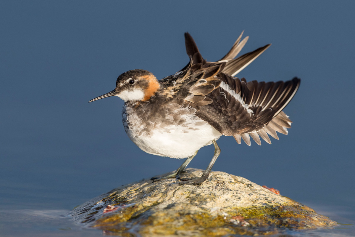 Red-necked Phalarope