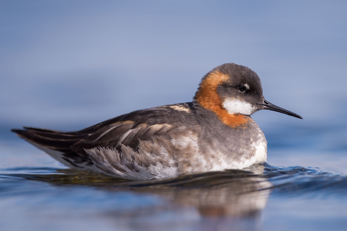 Red-necked Phalarope