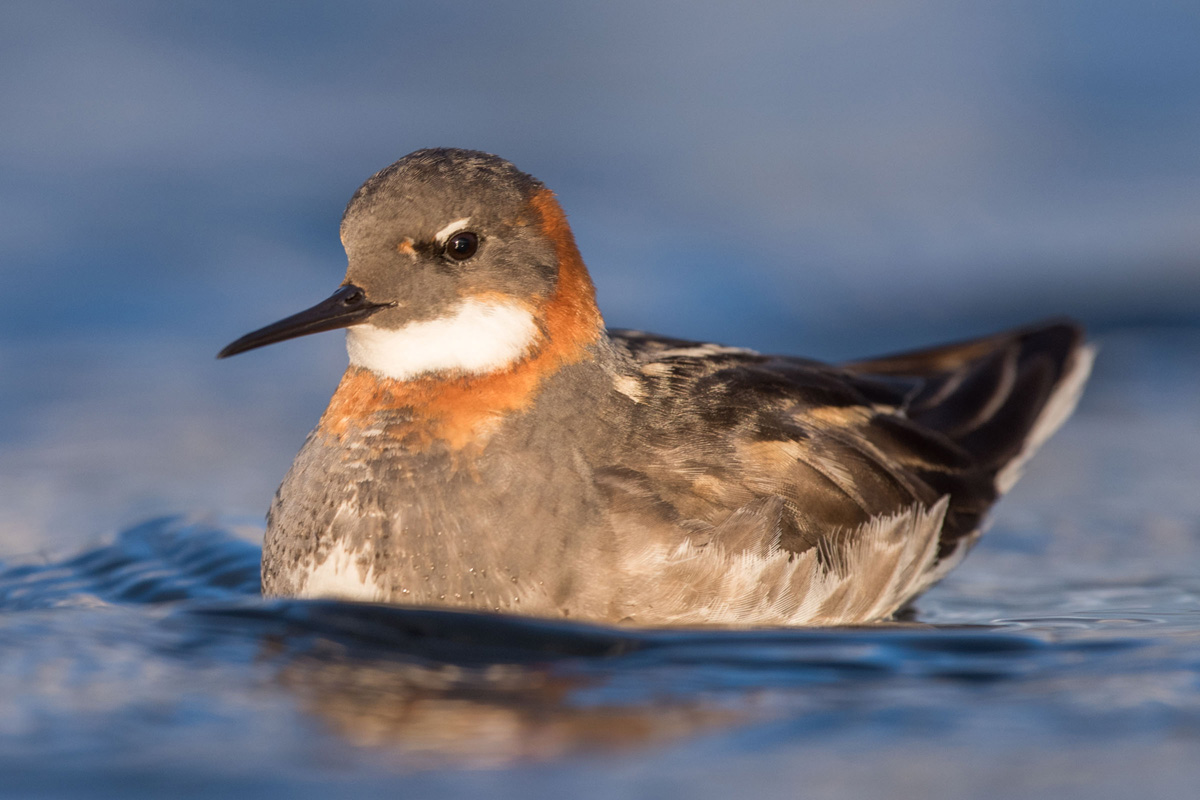 Red-necked Phalarope