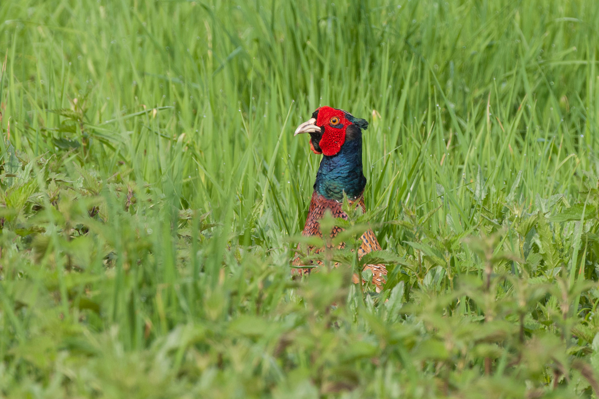 Common Pheasant