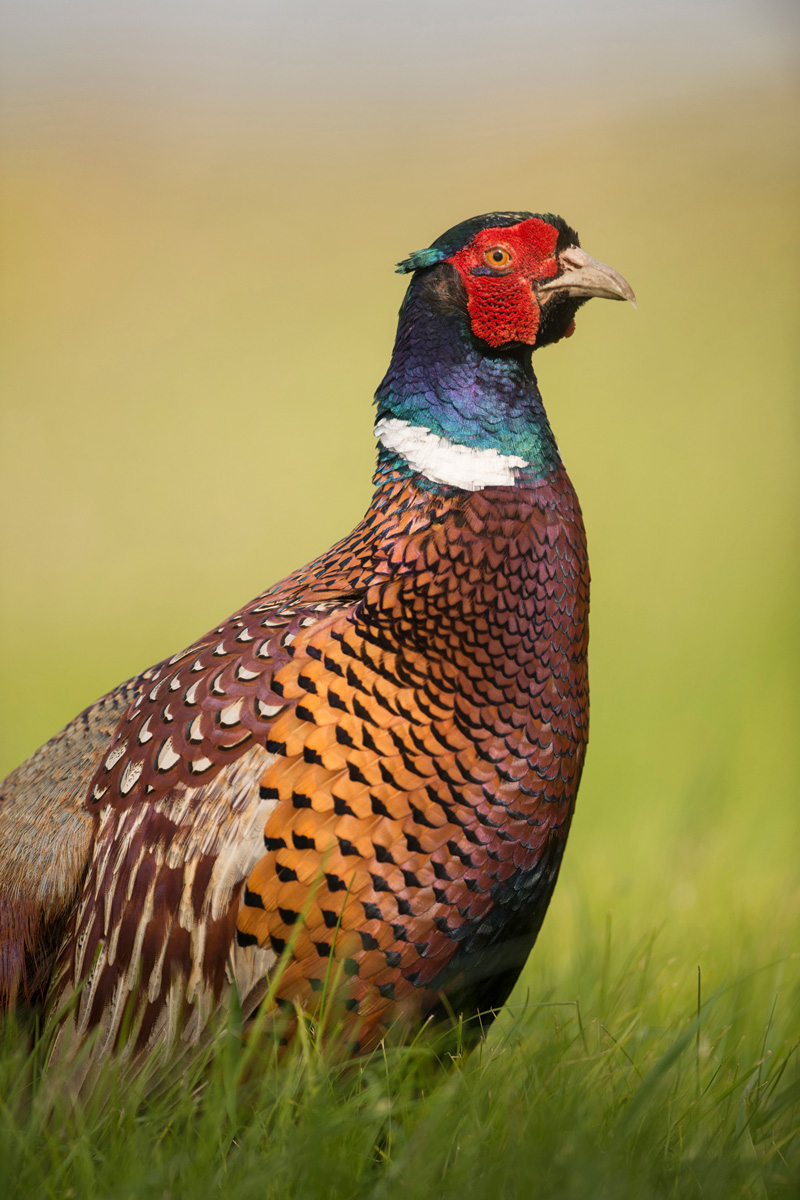 Common Pheasant