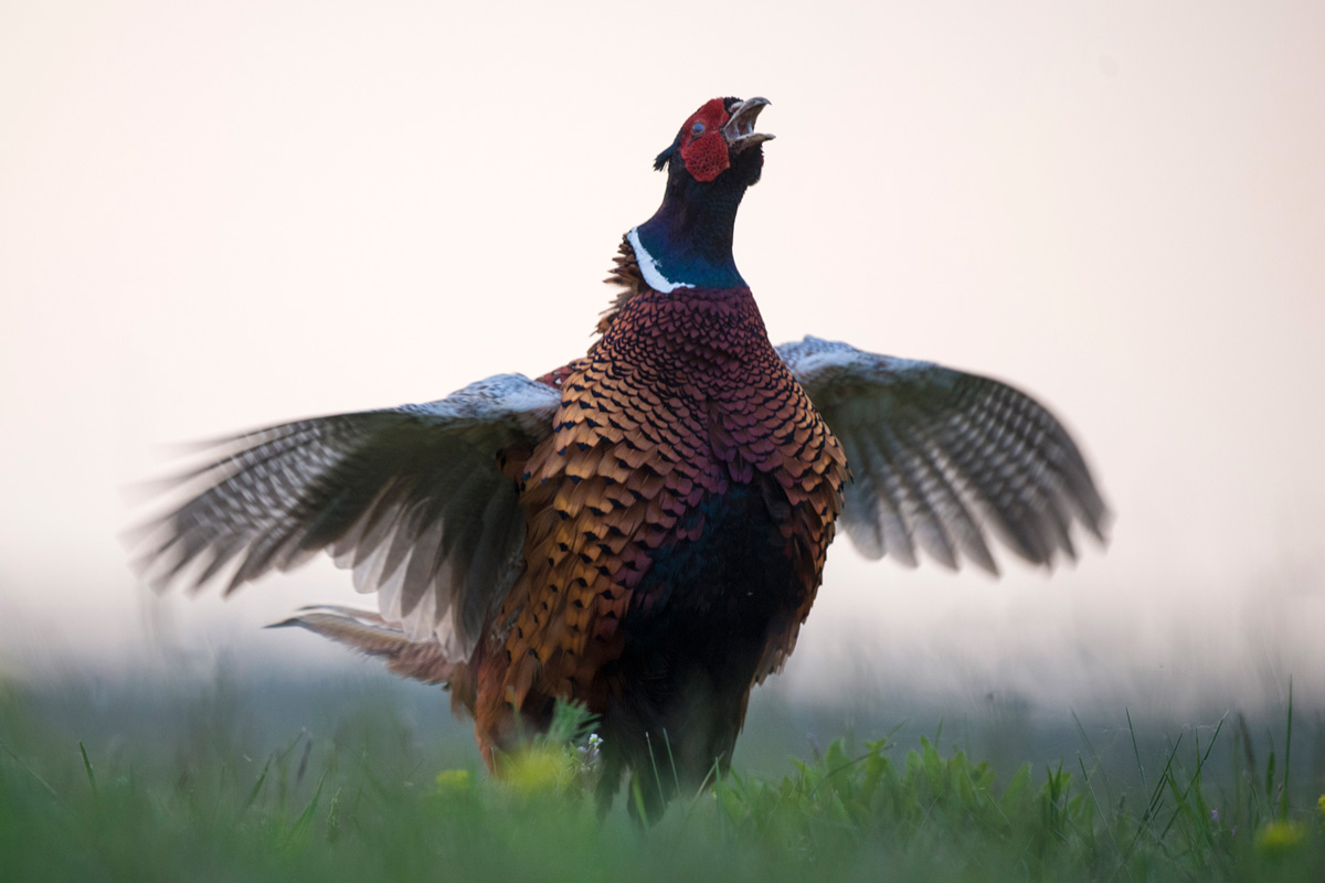 Common Pheasant