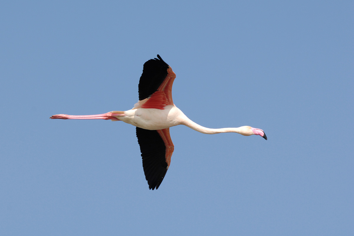 American Flamingo