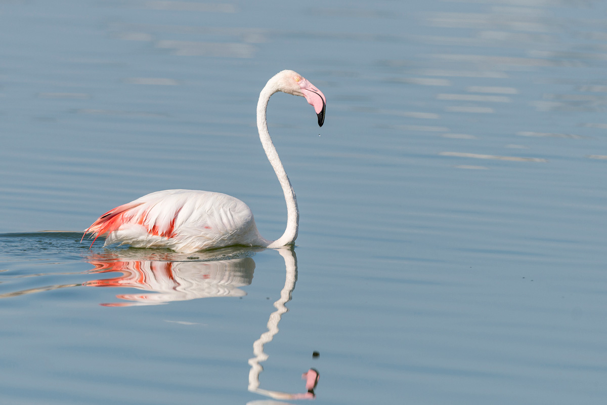 Greater Flamingo