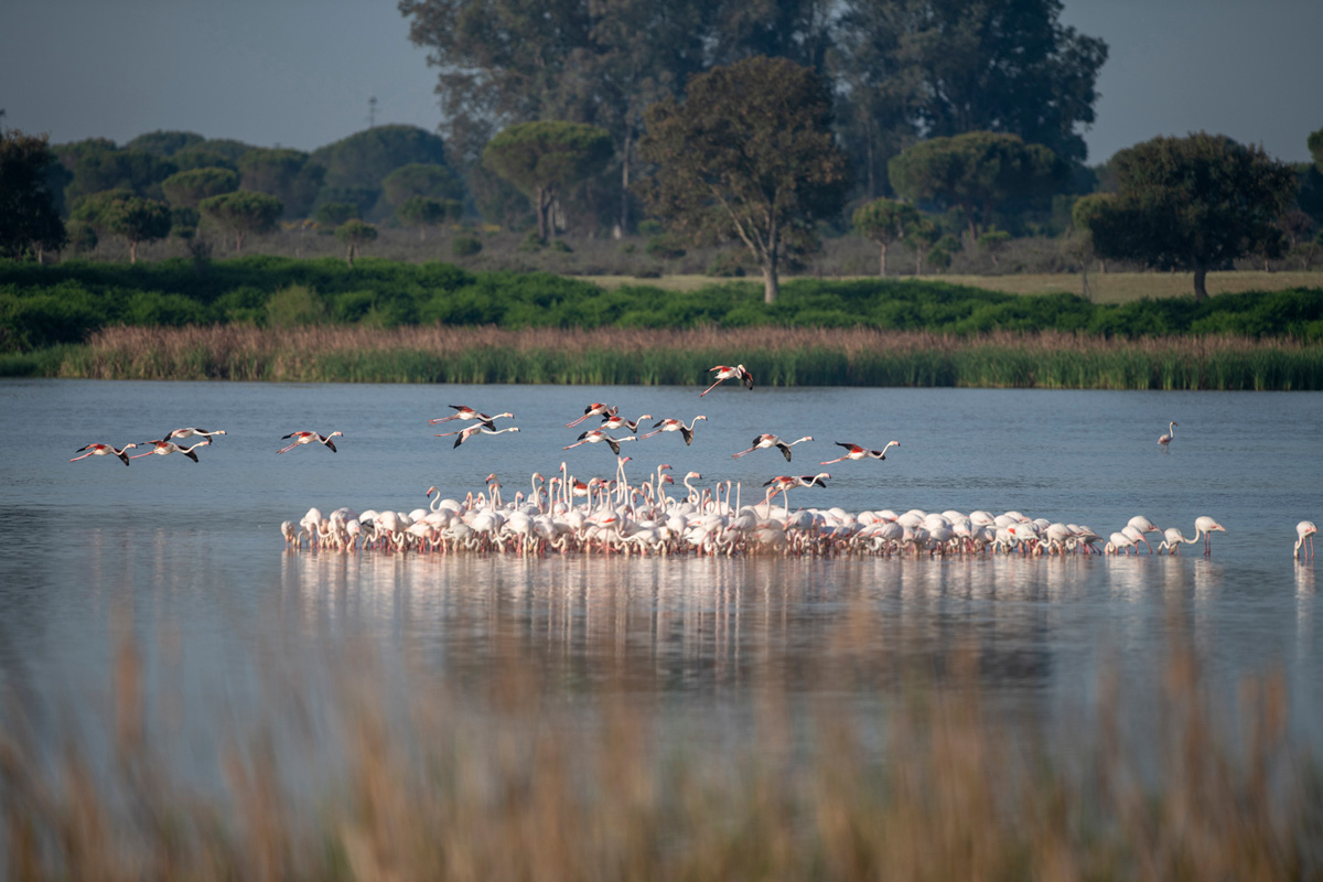 Greater Flamingo