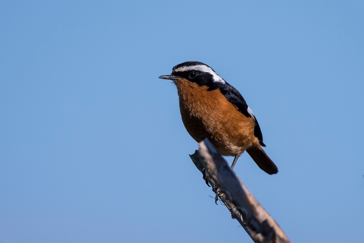 Moussier's Redstart