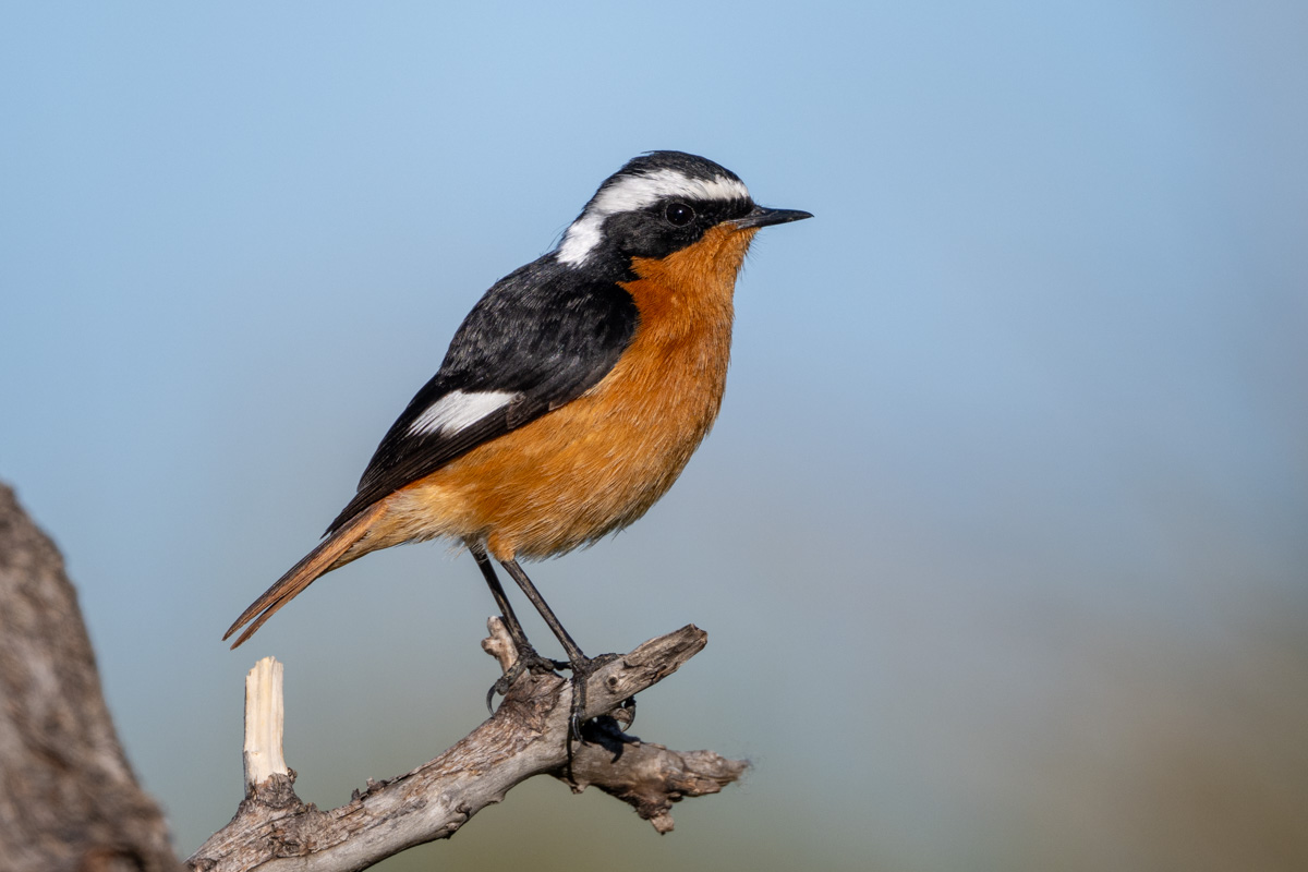Moussier's Redstart