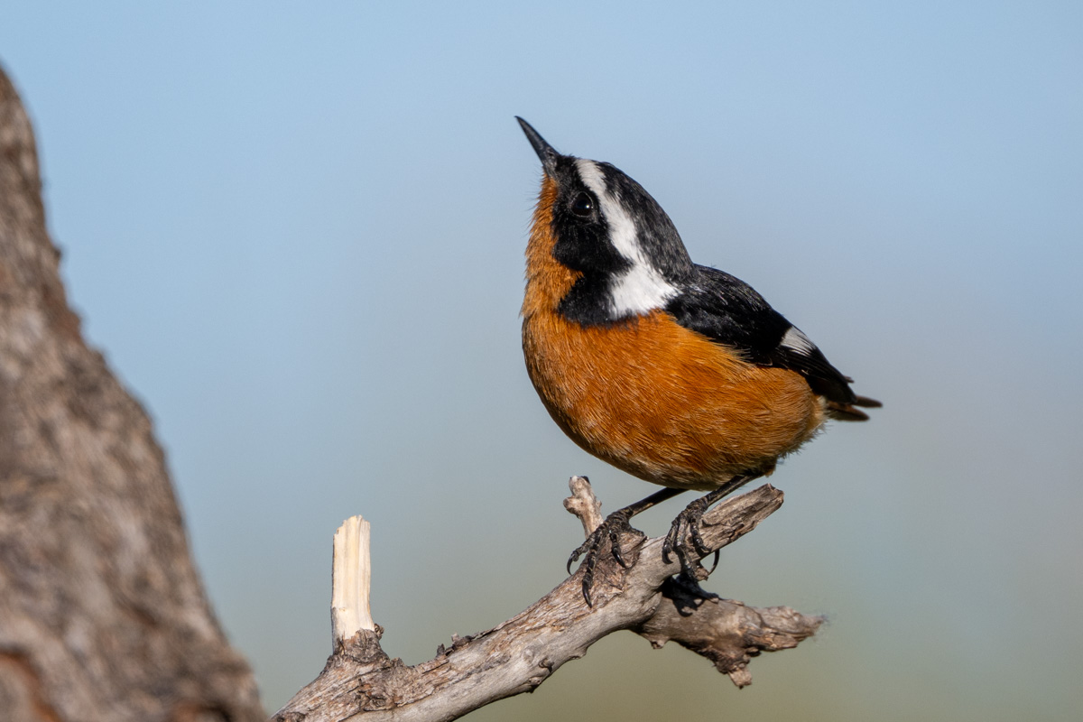 Moussier's Redstart