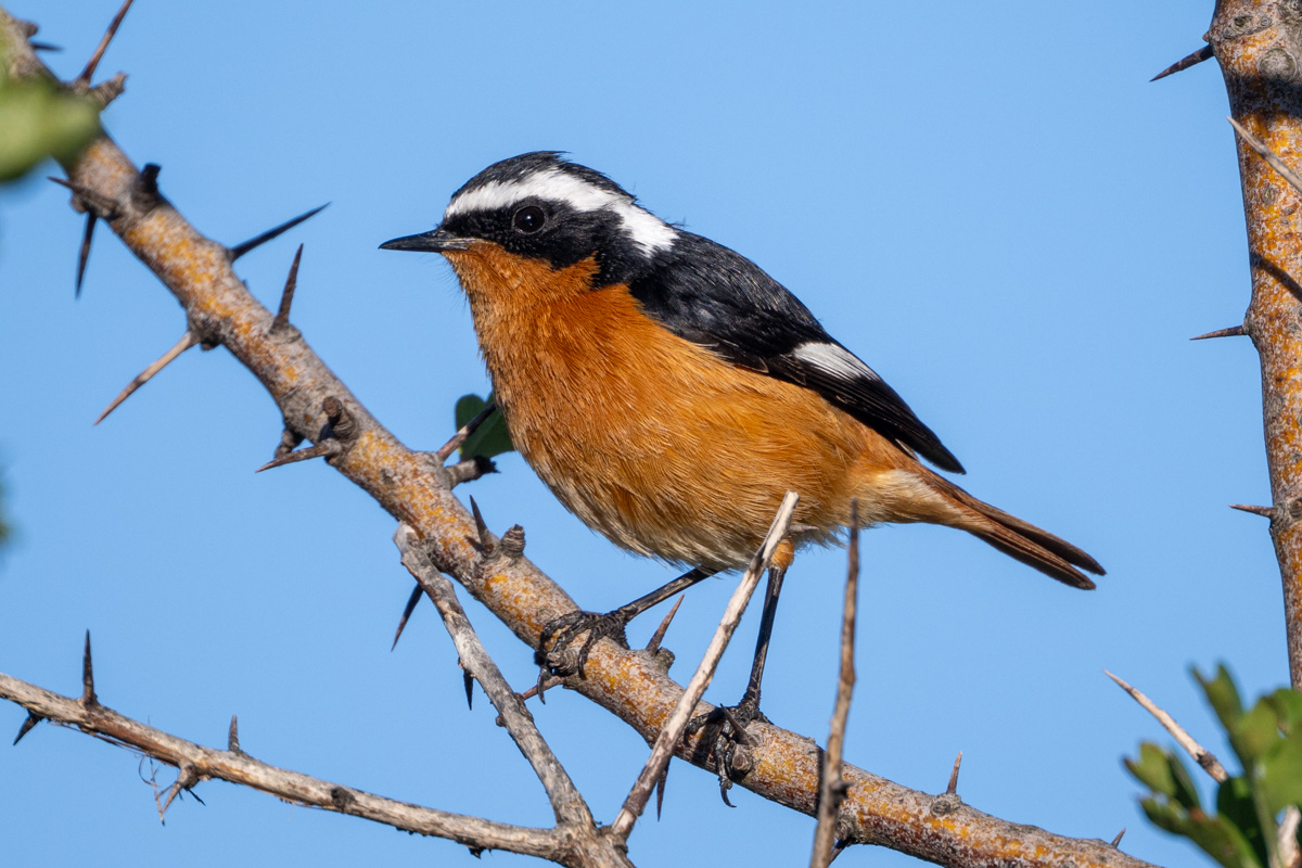 Moussier's Redstart