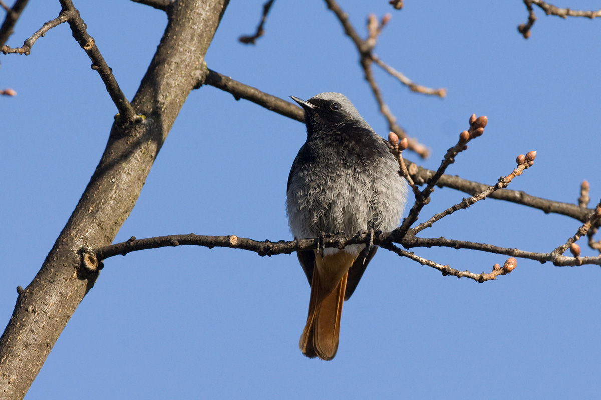 Black Redstart