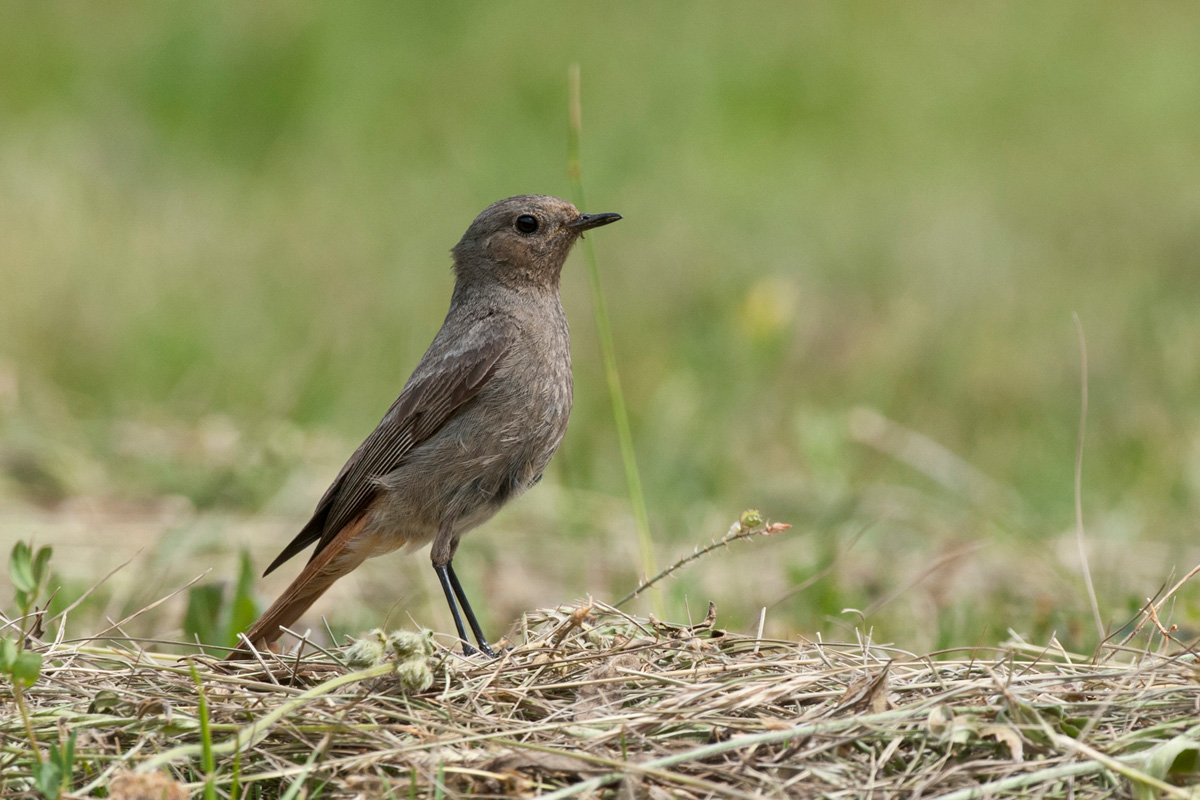 Black Redstart