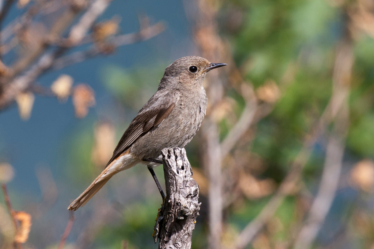 Black Redstart