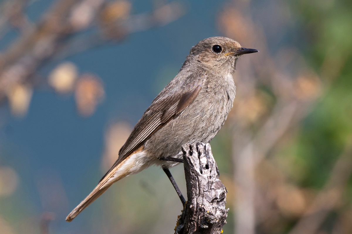 Black Redstart