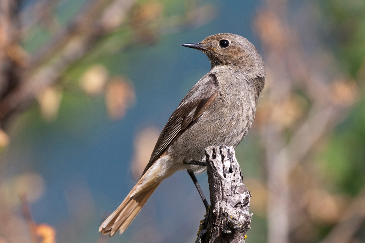 Black Redstart