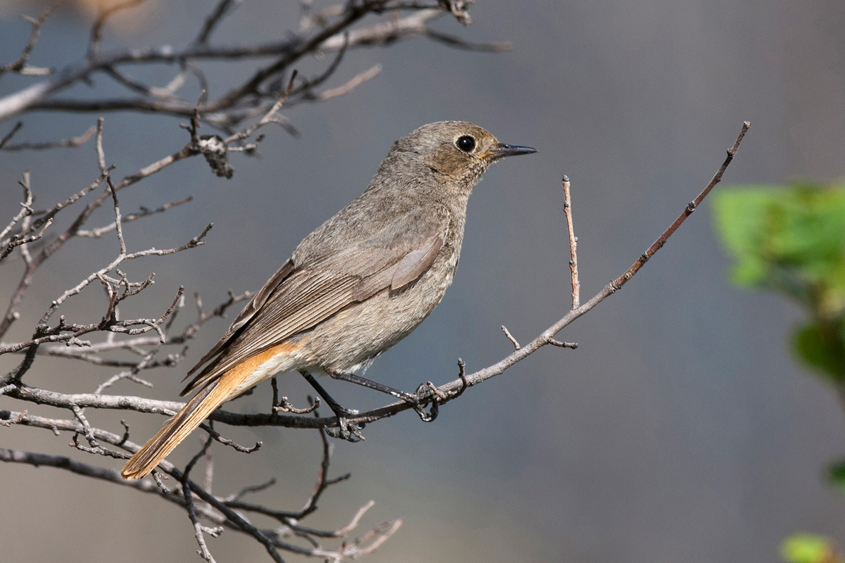 Black Redstart