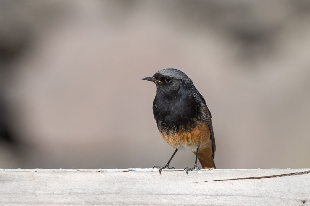 Black Redstart