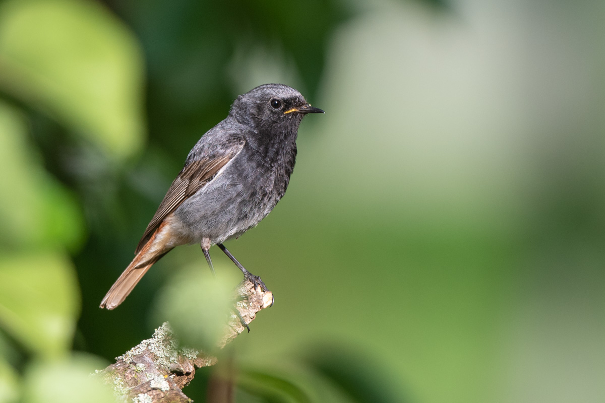 Black Redstart