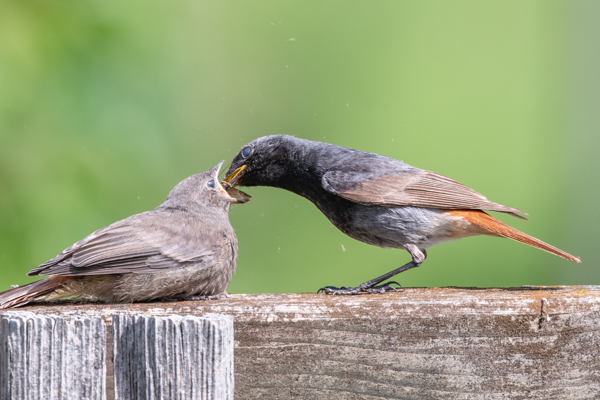 Black Redstart