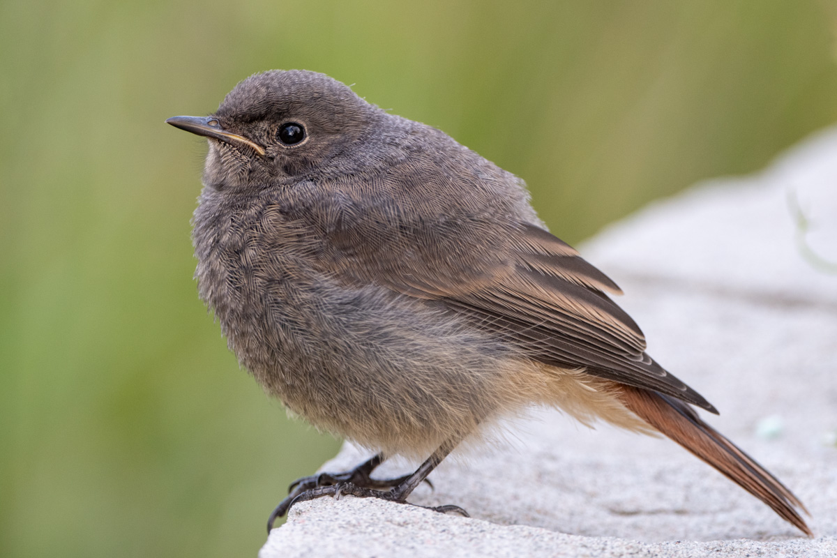 Black Redstart