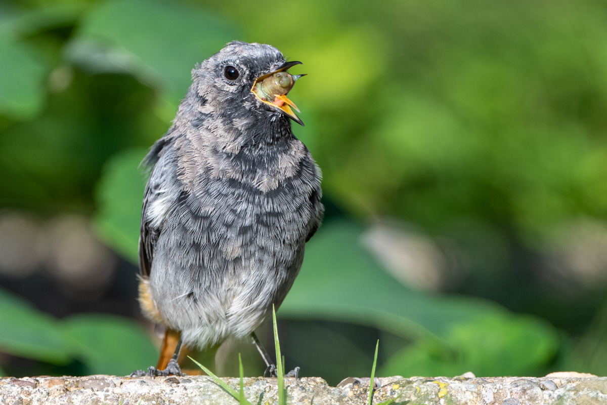 Black Redstart