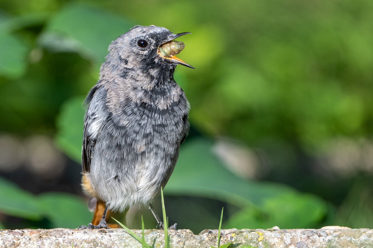 Black Redstart