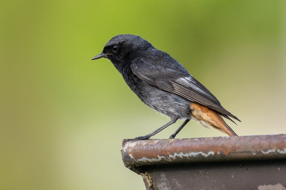 Black Redstart