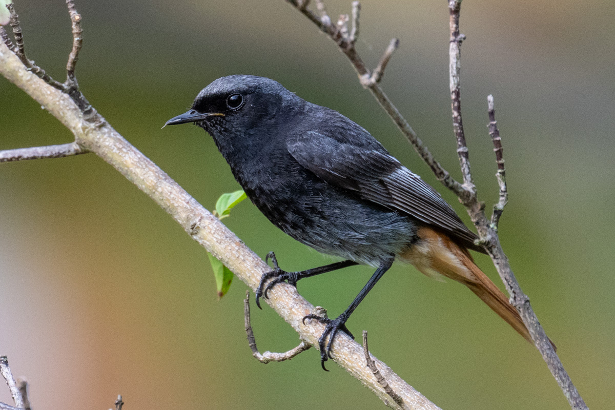 Black Redstart