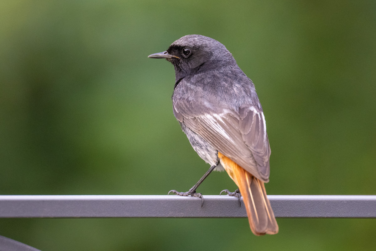 Black Redstart