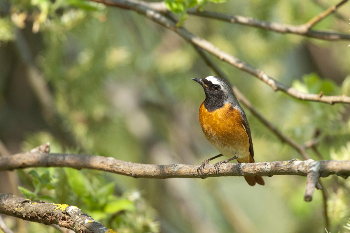 Common Redstart