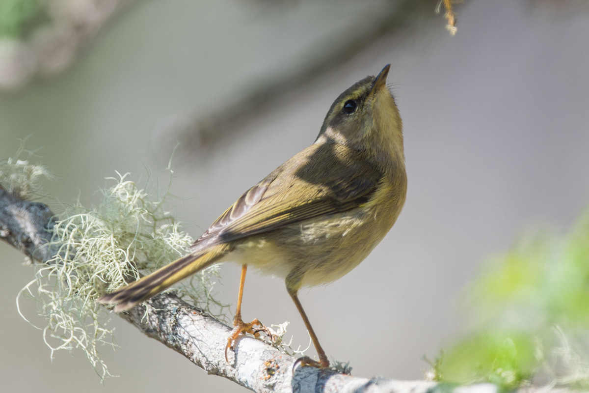 Canary Islands Chiffchaff