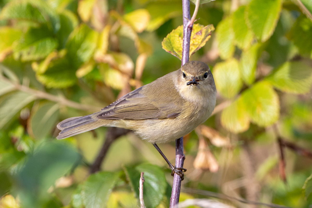 Common Chiffchaff