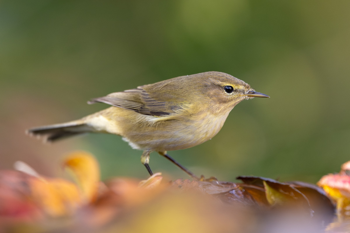 Common Chiffchaff