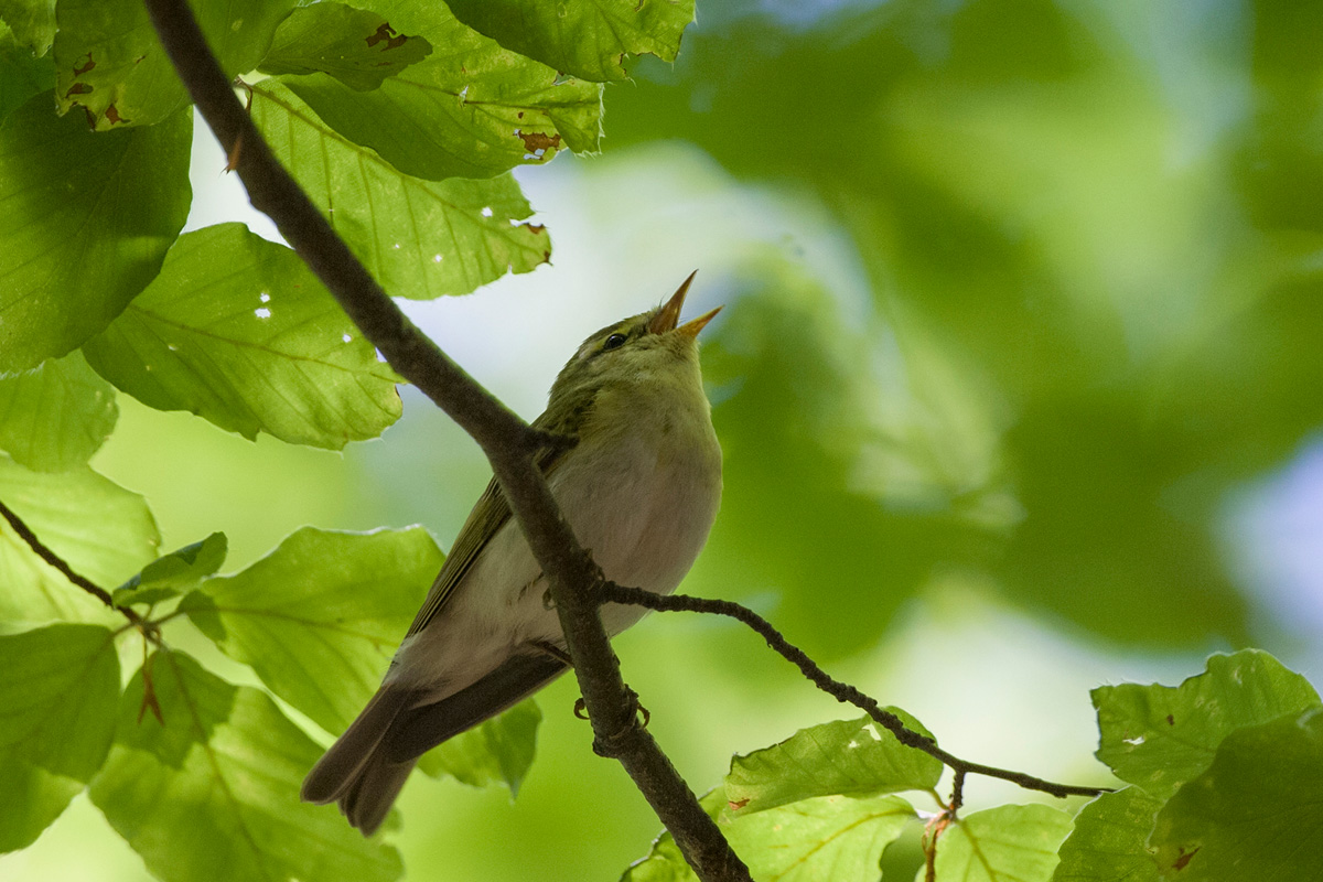 Wood Warbler