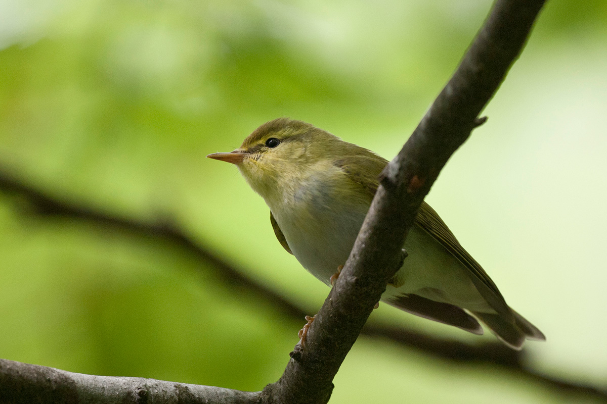 Wood Warbler