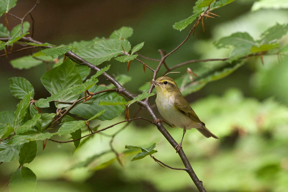 Wood Warbler