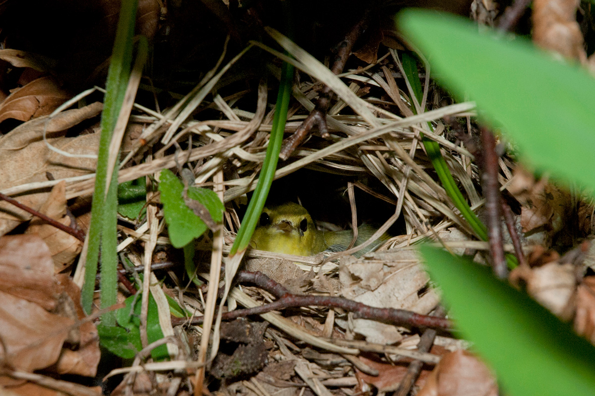 Wood Warbler