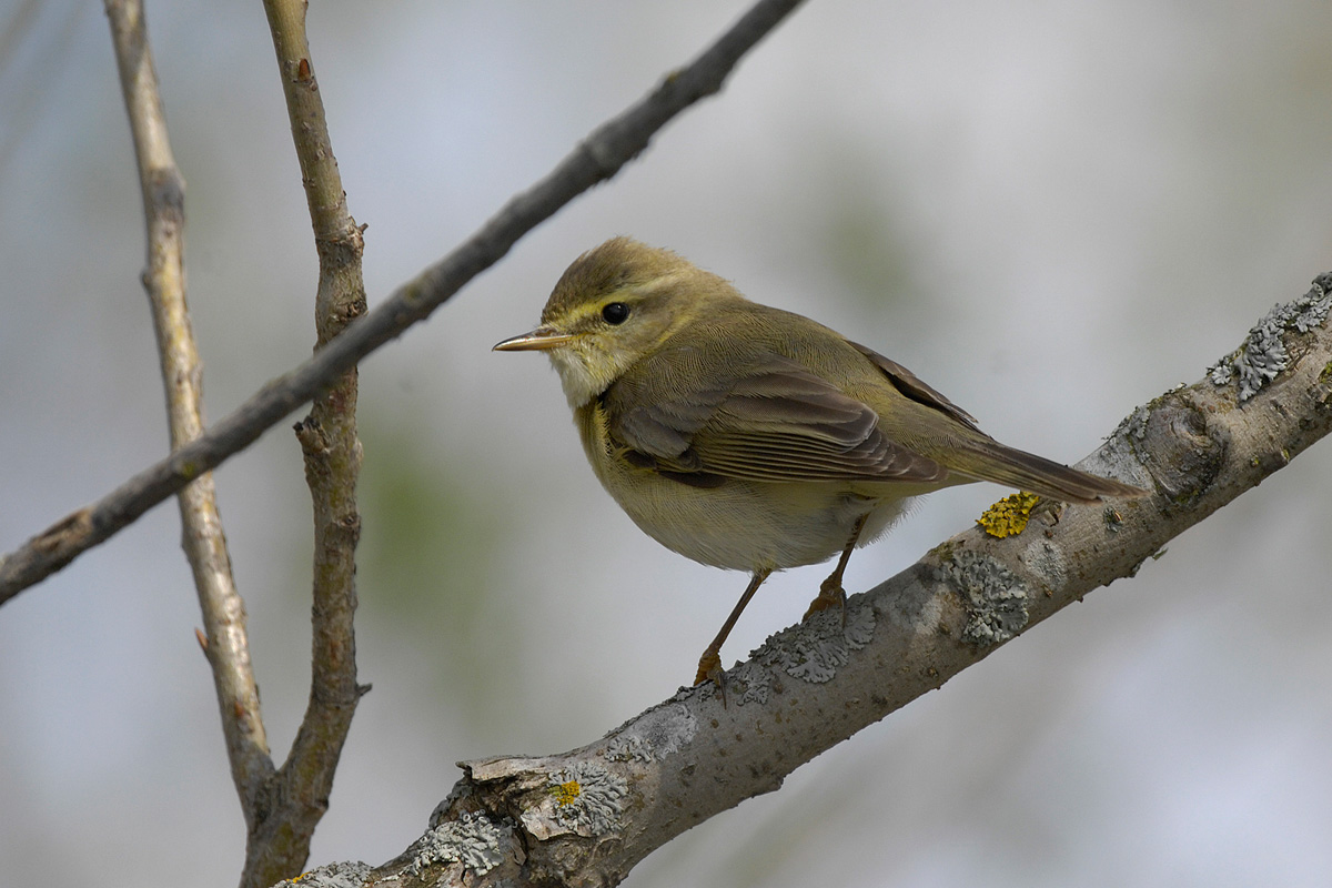 Willow Warbler