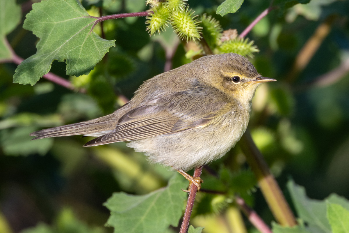 Willow Warbler